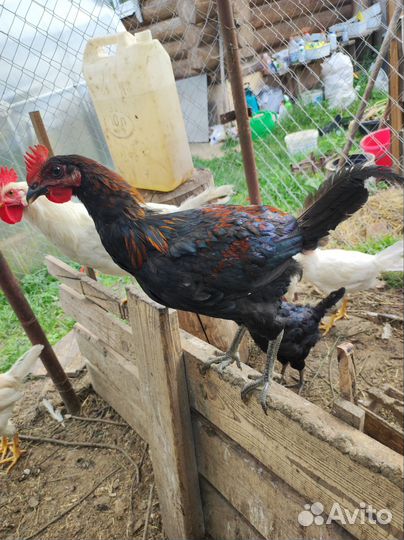 Продам молодых петушков
