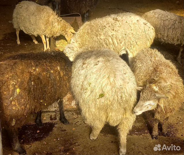 Овцы бараны