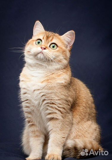 Передержка животных