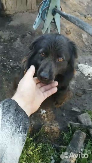 Отдам бесплатно собаку