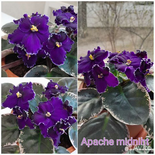 Сортовые фиалки