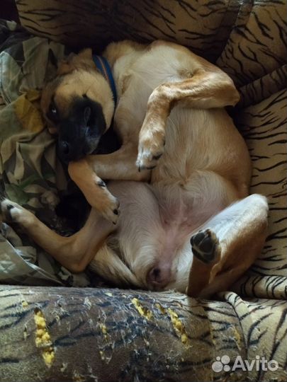 Ошейник и поводок для собаки