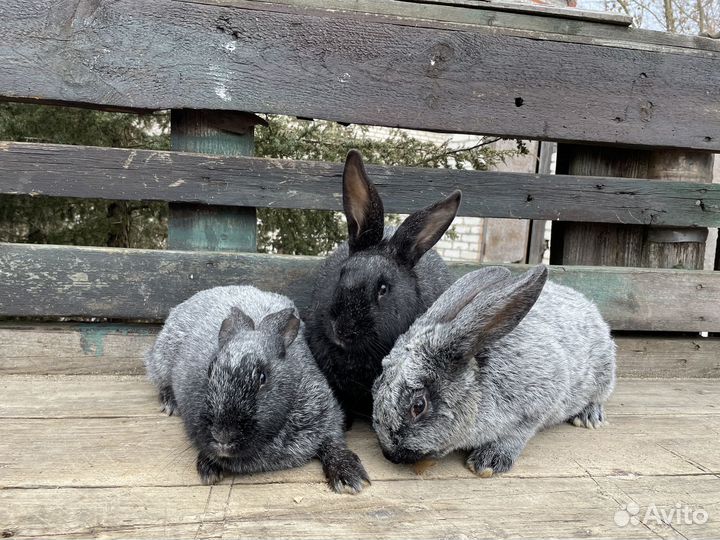 Продаются кролики