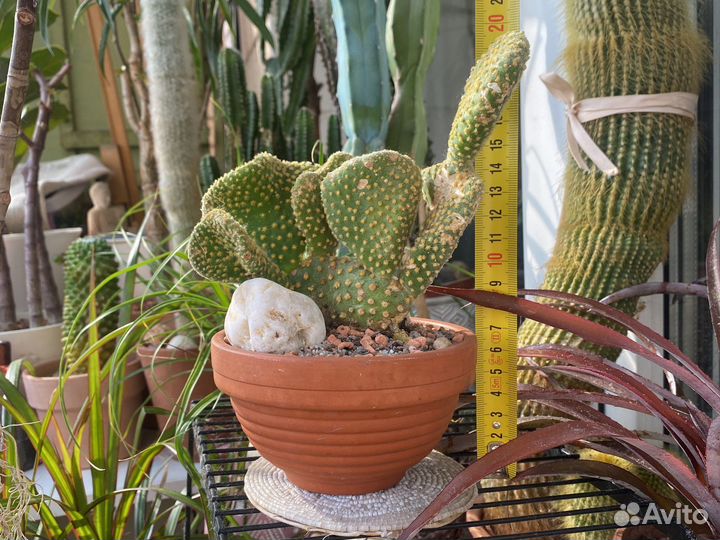 Кактусы и суккуленты