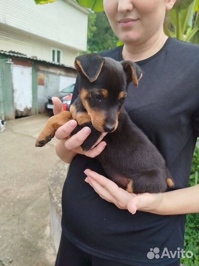 Щенок ягдтерьер собака в добрые руки