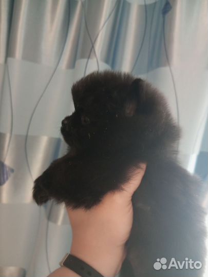 Щенки шпица