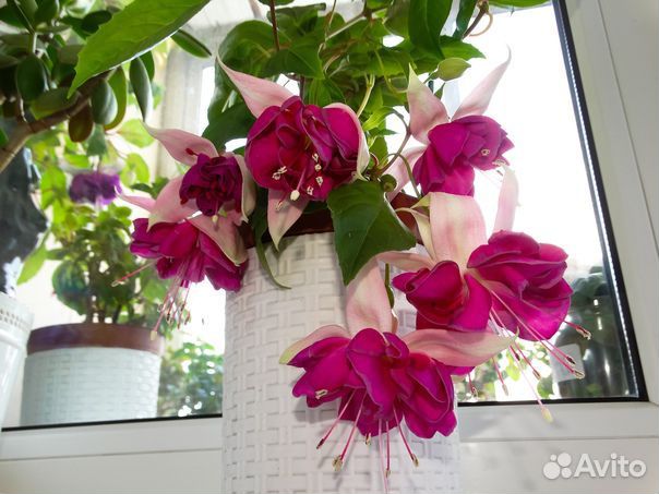 Фуксии сортовые