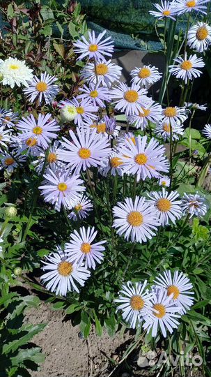 Комплект садовые ромашки многолетники