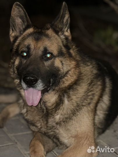 Немецкая овчарка вязка