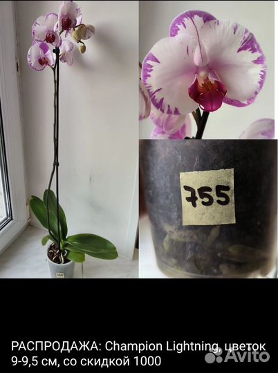 Орхидеи фаленопсис и каттлеи сортовые отцветашки