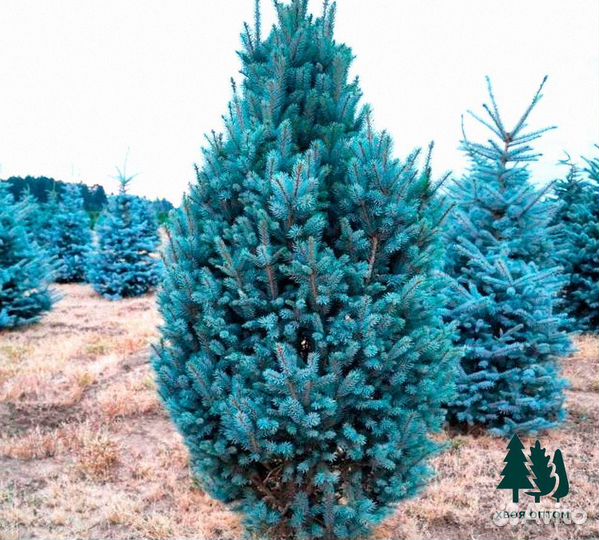 Голубая ель