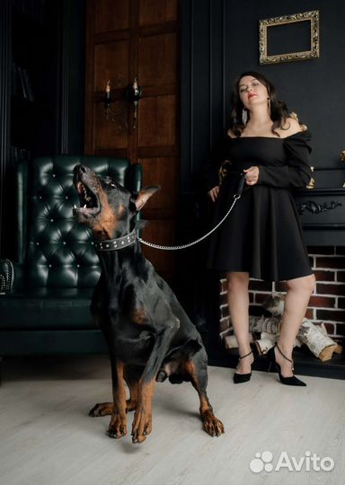 Фотосессия с доберманом