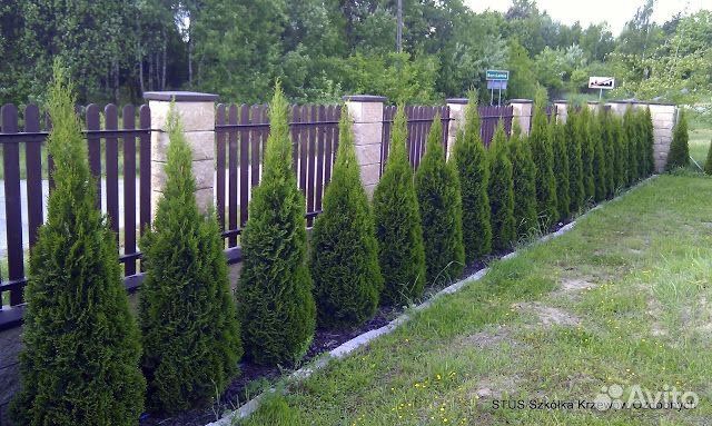 Туя,ёлка с посадкой (без)