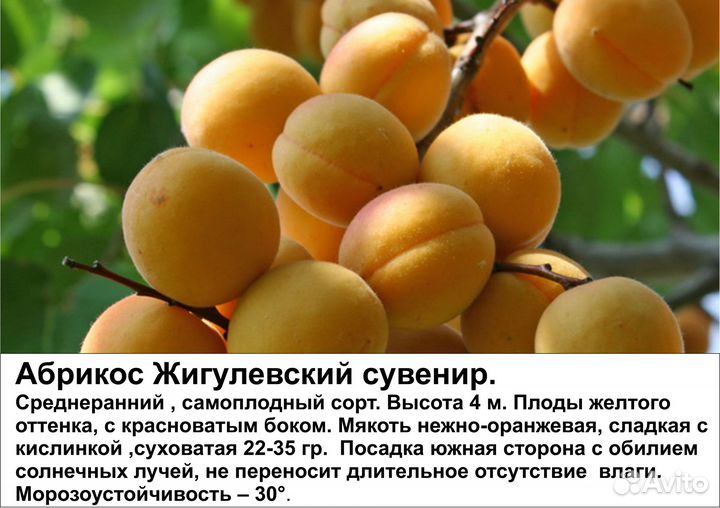 Саженцы абрикос