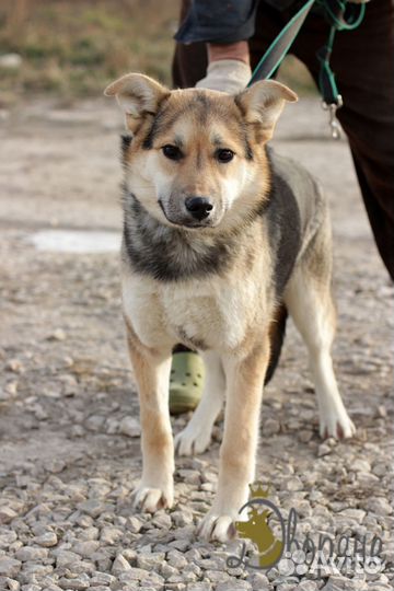 Нежная и ласковая Гавра в добрые руки
