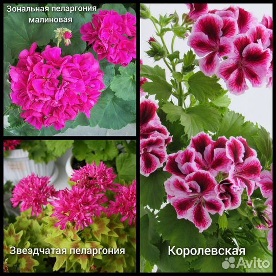 Пеларгония герань