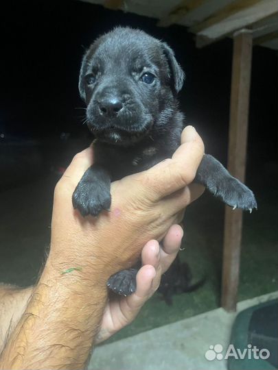 Собаки щенки