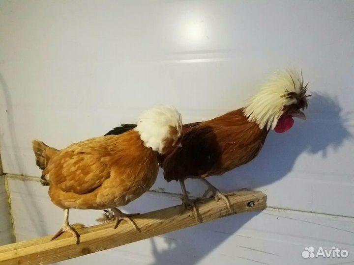 Голландские белохохлатые курочки и петушок