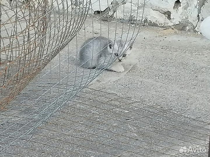 Шатланские котята
