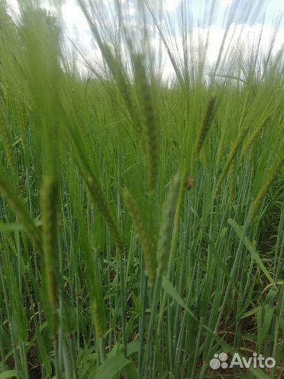 Зерно пшеница ячмень в мешках