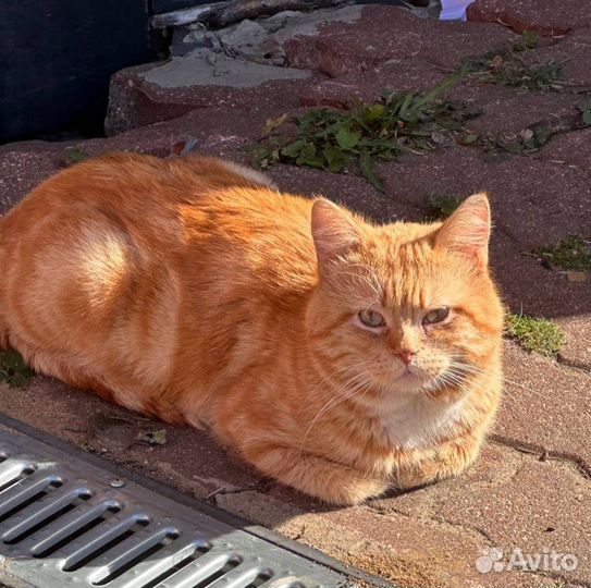Рыжий кот бесплатно