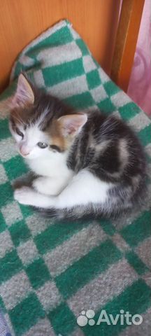 Бурундучковый котик с доставкой на дом объявление продам