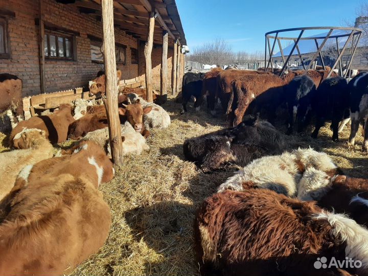 Бычки сементалы герефорды