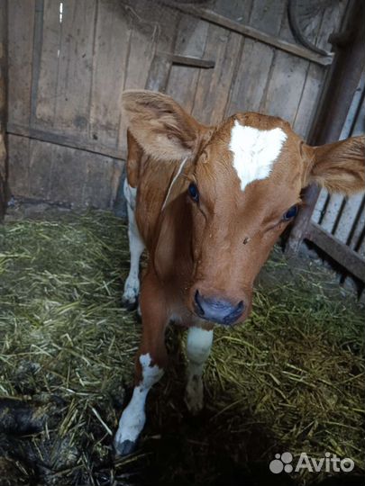 Телята бычки