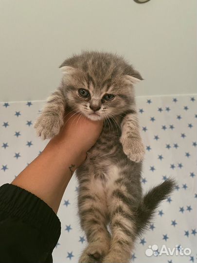 Британская вислоухая кошка