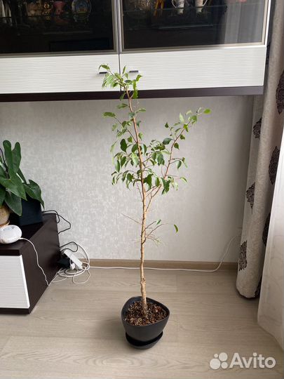 Фикус Бенджамина