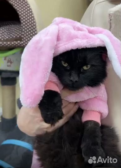 Кошка стерилизованная