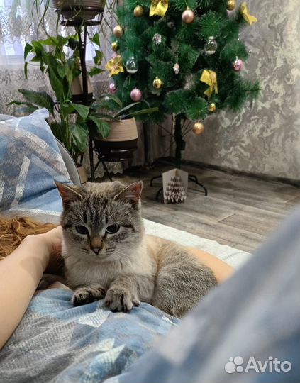 Кошечка в добрые руки