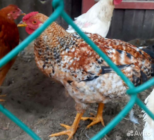 Молодые петушки