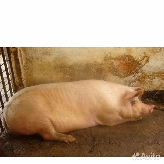 Продам поросенка живым весом