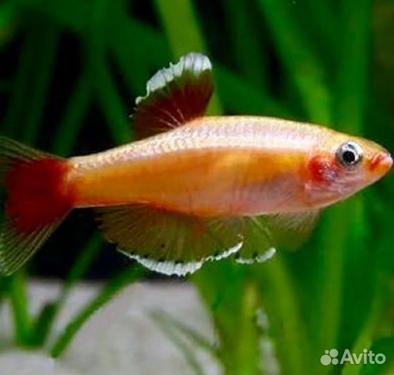 Кардинал золотой Аквариумные рыбки в ассортименте