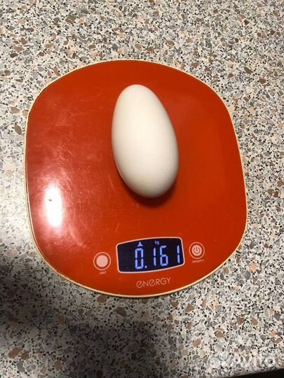 Инкубационное яйцо гусей линда