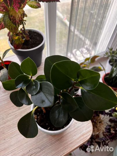 Пеперомия комнатное растение
