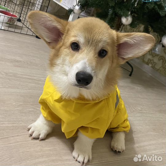 Комбинезон для корги мальчика