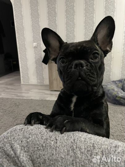 Вязка французский бульдог