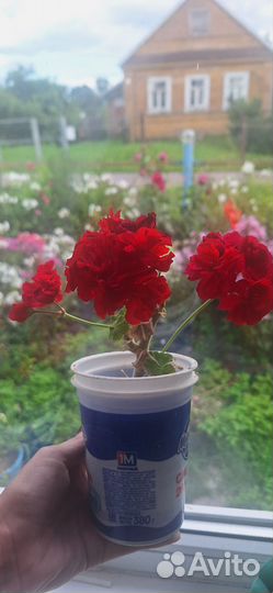 Фиалка,Герань