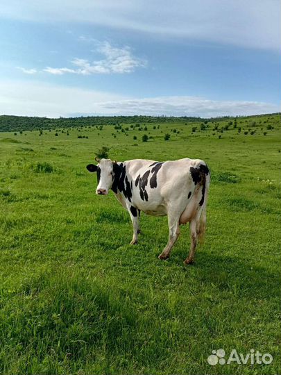 Коровы дойные молочные