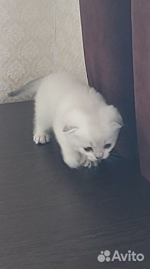 Продажа шотландских котят