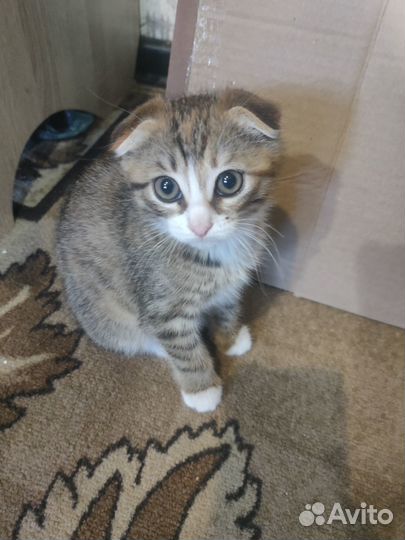 Отдам котят