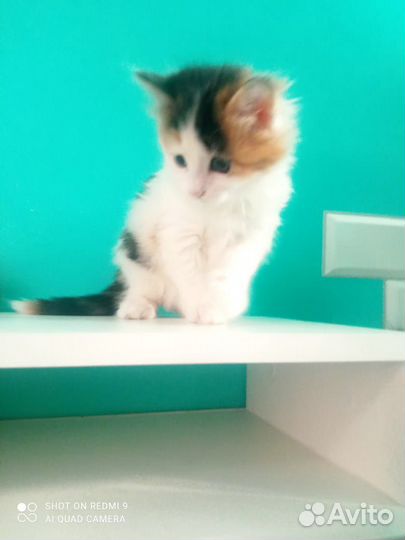 Кошка