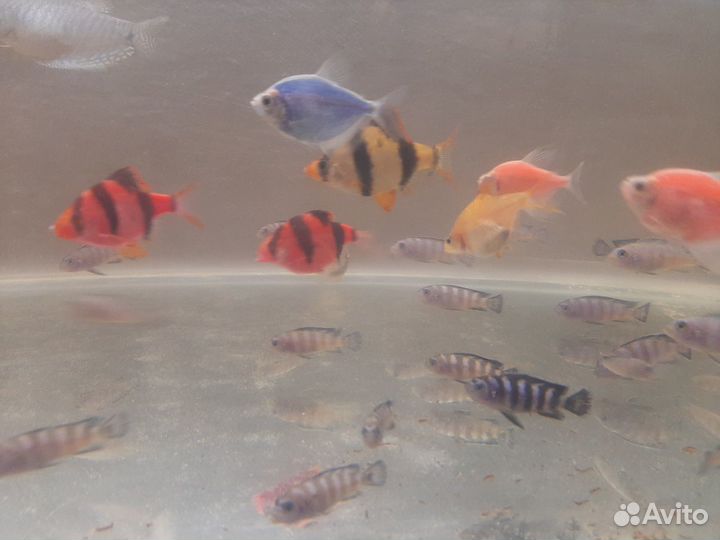 Аквариумные рыбки