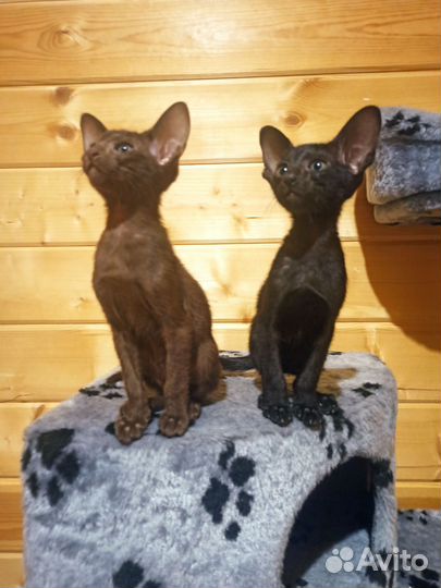 Ориентальные котята от чемпиона