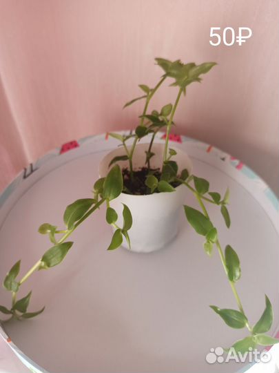 Комнатные цветы