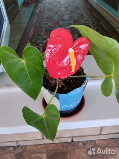 Комнатные цветы антуриум