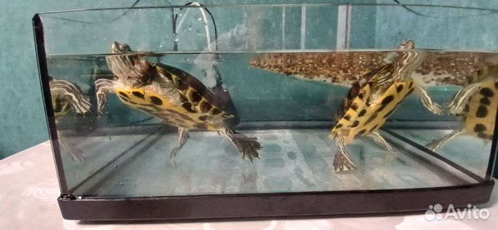Красноухая черепахи с аквариумов