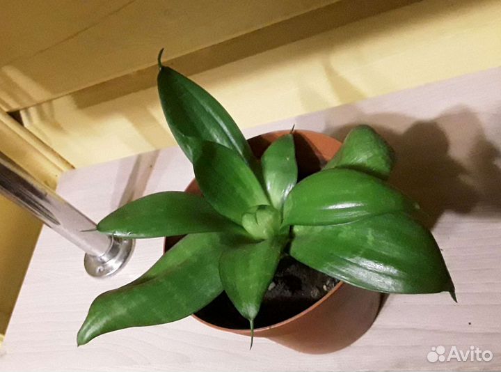 Сансевиерия ханни